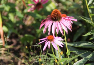 IMG_0992